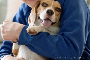 英国で「ブルセラ症」が犬から人間へ感染報告　今後増加する危険性ありか