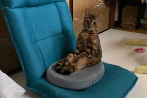 想像の斜め上を行く「座椅子の使い方」を見せる猫　これもはや人間だろ…