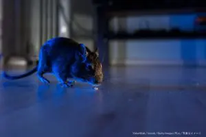 ネズミが2ヶ月間こっそり人間の道具をお片付け　暗視カメラの映像で判明