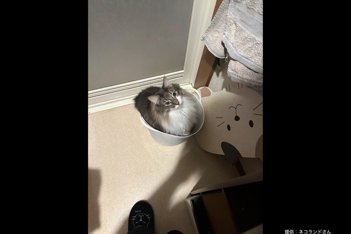 sirabee20221110cat1