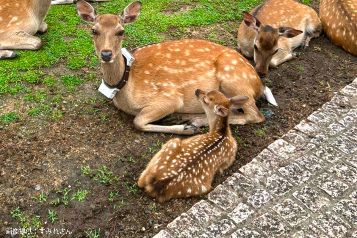 sirabee20221121naraken