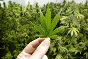 豪ビクトリア州で医療大麻使用者の裁判続出　運転試験で規制改革を目指す
