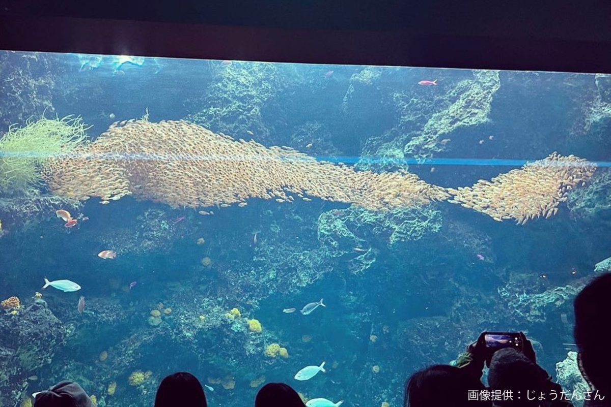 sirabee20230126apuamarineFukushima