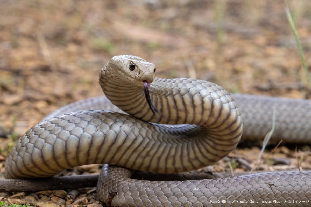 オーストラリアの蛇(爬虫類)写真図鑑 - kailashparbat.ca