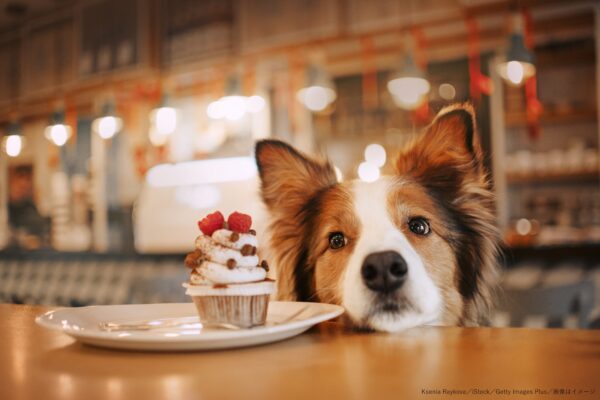 犬・ボーダーコリー・カフェ・カップケーキ