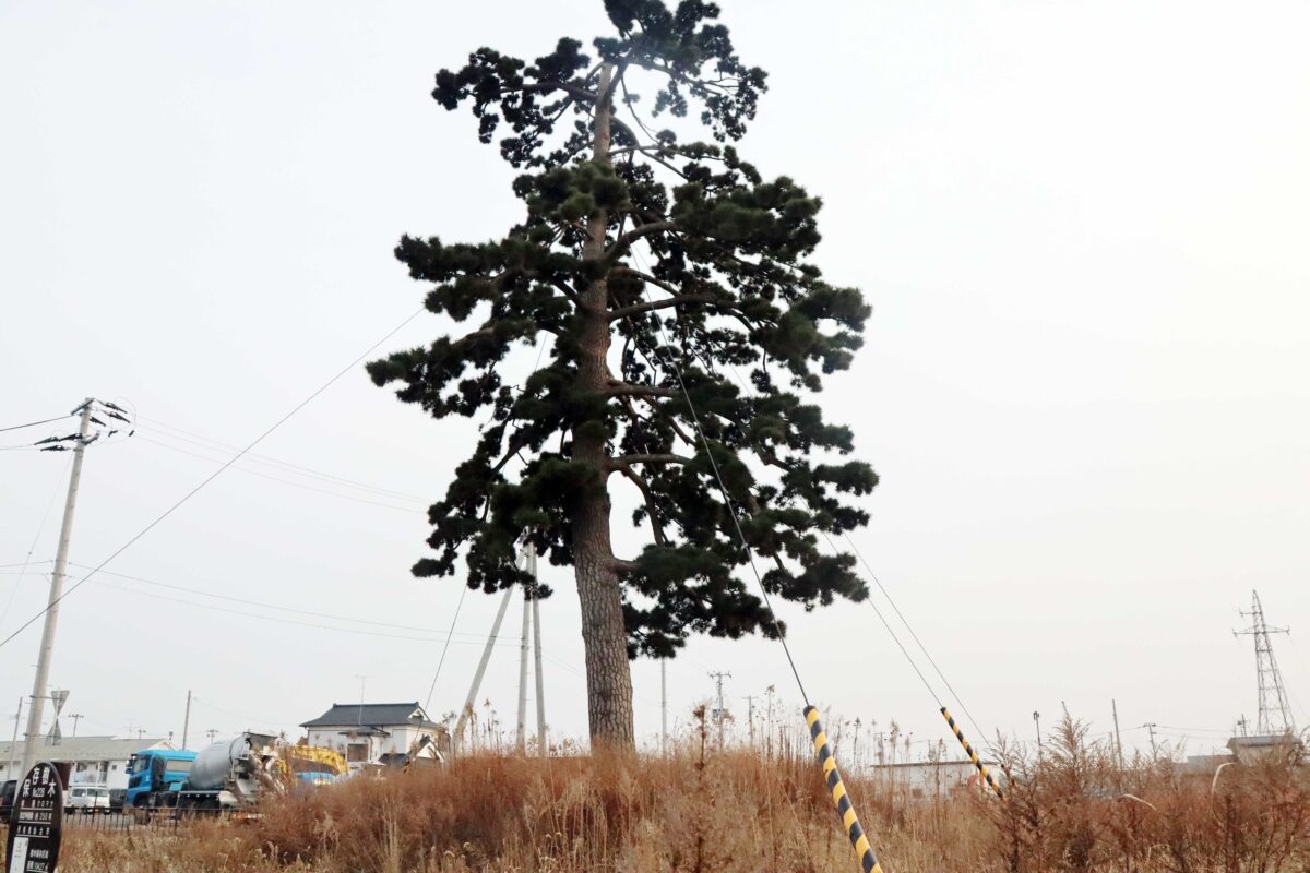 sirabee20230308hiyoriyama6