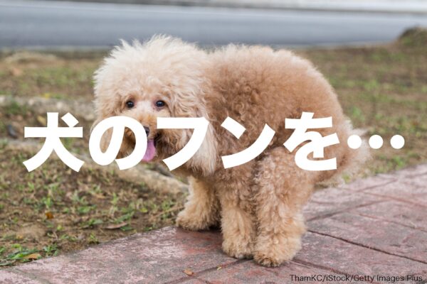 犬のフン