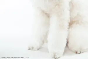 真っ黒な子犬が2年で真っ白に変貌　「ラッキーなわんちゃん」「最も魅力的」と大人気