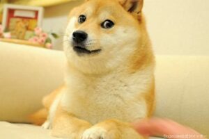 Dogecoin公式ツイッター