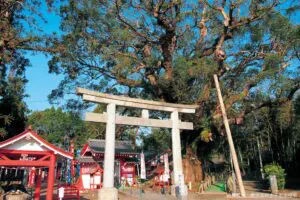 sirabee20230501shibushi7