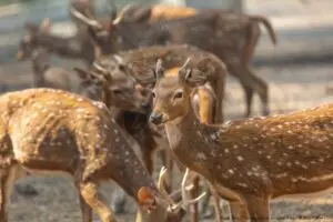 インド大都市の散歩道に現れた鹿の群れ　「神が遣わした」と美しさに感動の声