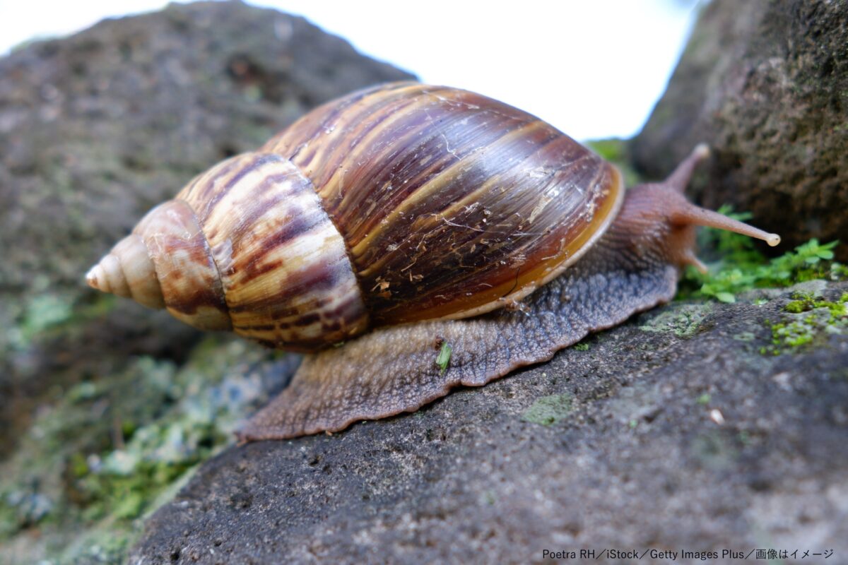 ニホンマイマイ 12匹 カタツムリ かたつむり マイマイ - 虫類