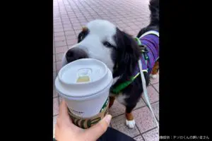 sirabee20230602tesoro2