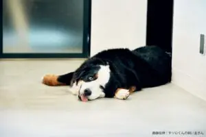 sirabee20230602tesoro3