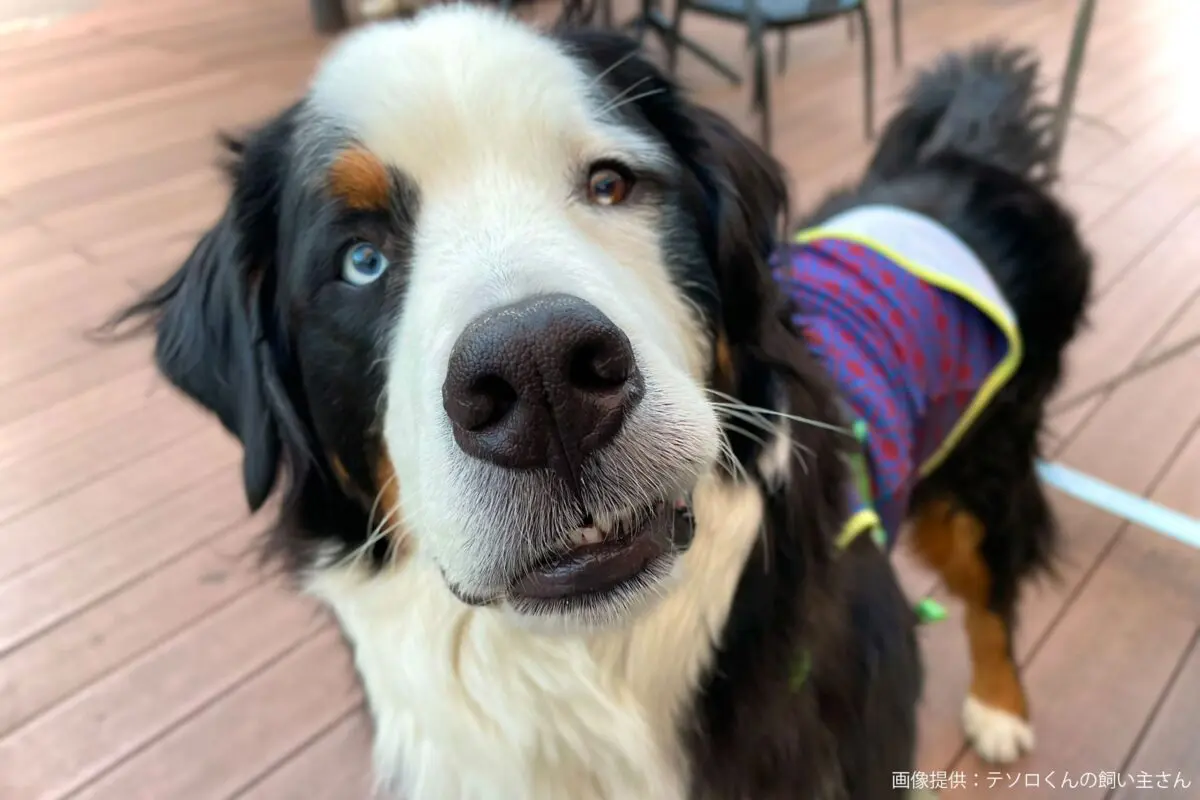 sirabee20230602tesoro4