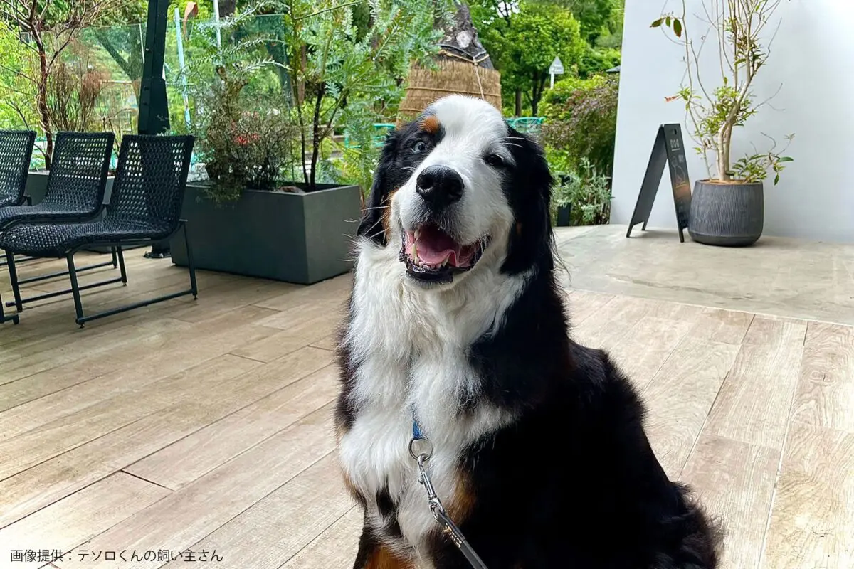 sirabee20230602tesoro5