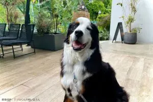 sirabee20230602tesoro5