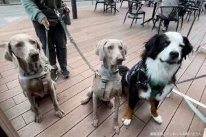 sirabee20230602tesoro6