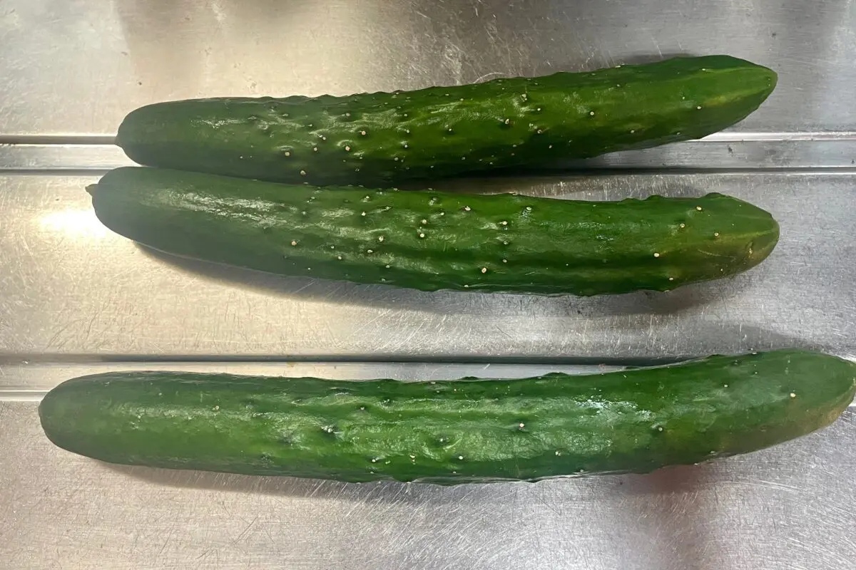 sirabee20230605cucumber11