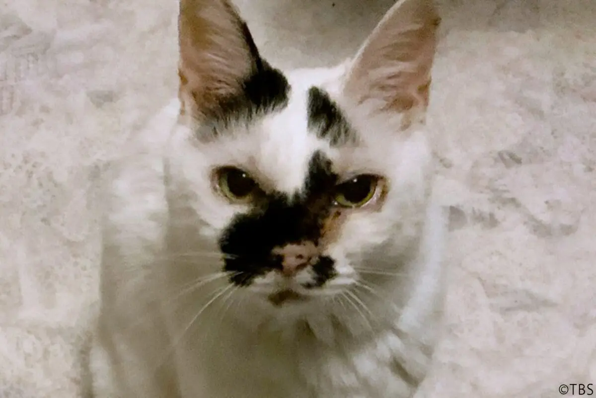 sirabee20230621dobutsuscoop1