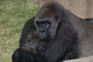 「オス」と思われていたゴリラが赤ちゃんを出産　動物園の飼育員も仰天