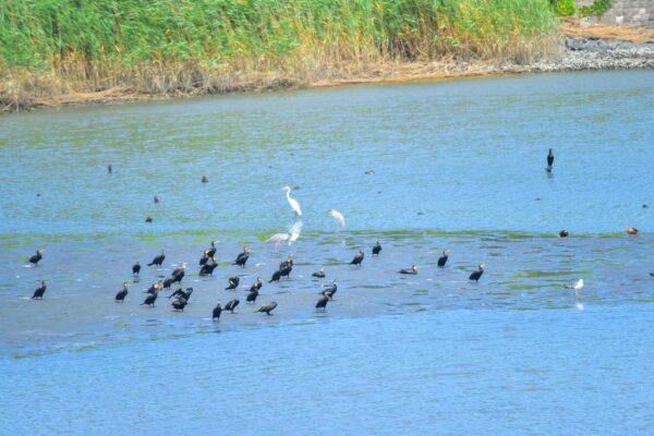 東京港野鳥公園