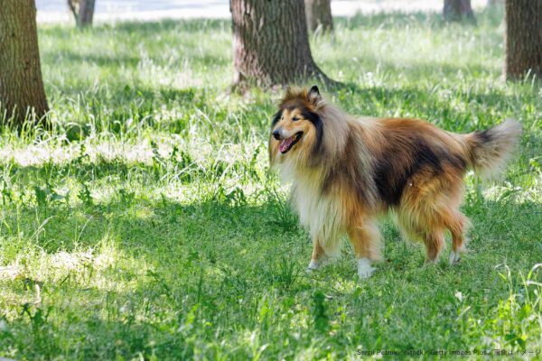 コリー・公園・散歩