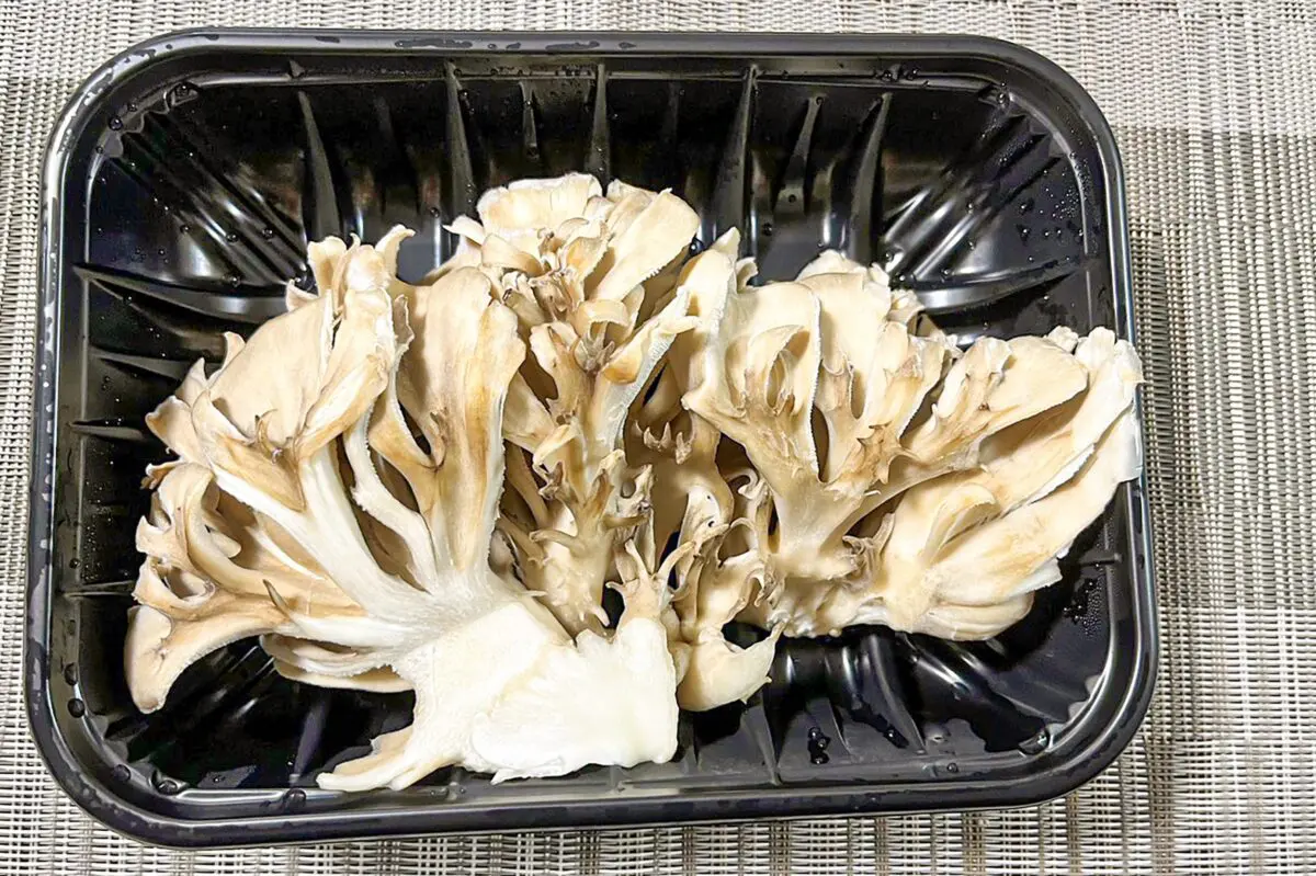 sirabee20230804kinoko1