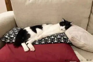 藤あや子、愛猫の絶妙な寝姿に驚嘆　「天才すぎて三度見した」