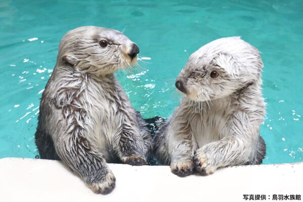 ラッコ（※鳥羽水族館提供、二次使用不可）