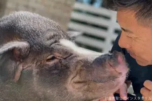 前園真聖、ペットの豚の死を報告　“タイミング”にファン涙「最期まで優しい」