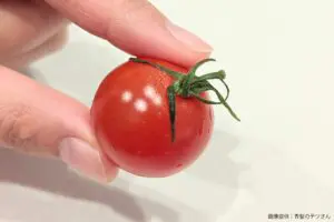 sirabee20230829tomato