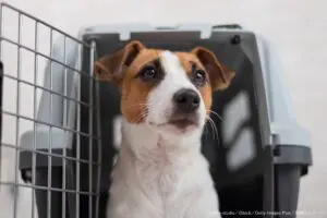 空港で預けた愛犬が航空会社の不手際で行方不明　和解金提示に飼い主は「屈辱的」と非難