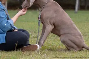 「世界一背が高い」でギネス認定された人気犬が天国へ　がん手術後に肺炎を発症し…