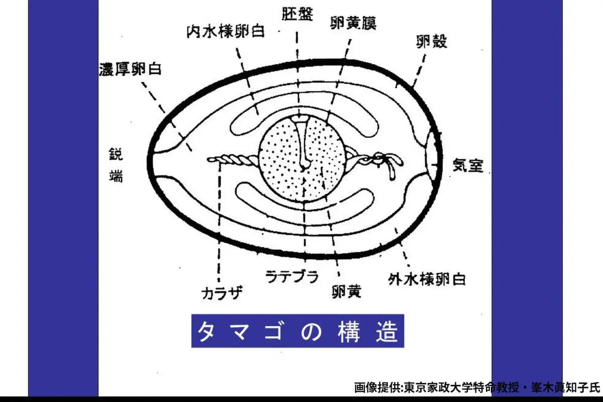 sirabee20230905medamayaki11