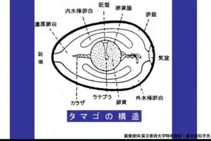 sirabee20230905medamayaki11