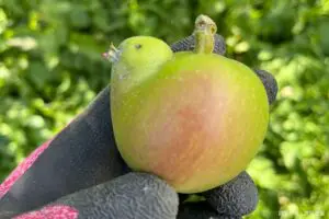 農園で発見されたりんごに人類が驚愕、一体なぜ…　予想外の「生まれ変わり」が話題