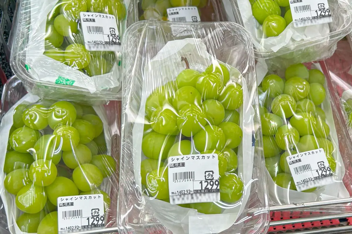 sirabee20230922sheinmuscat005