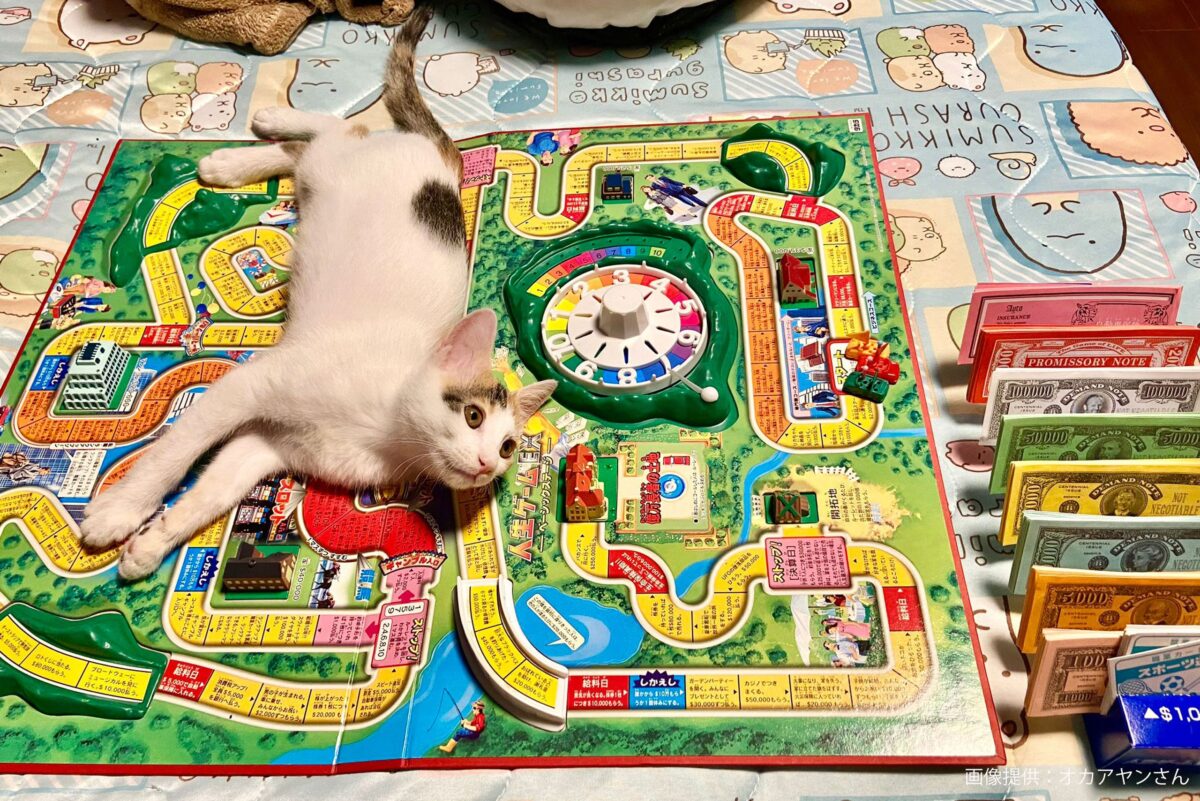 猫と人生ゲーム