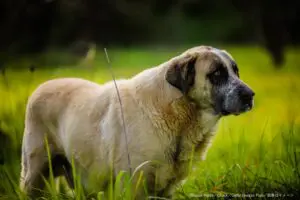 31歳でギネス世界記録登録の世界最高齢犬　大往生に称賛と哀悼の声相次ぐ