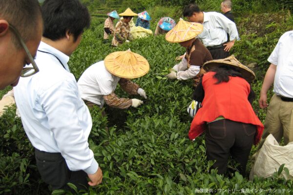 サントリー烏龍茶