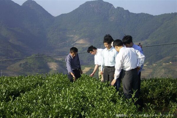 サントリー烏龍茶