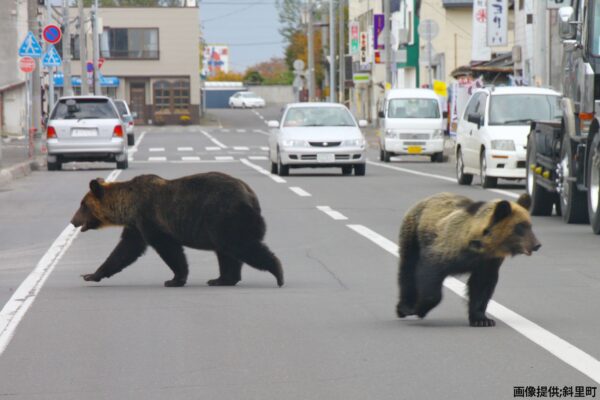 北海道斜里町ヒグマ