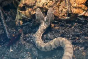 ヤマタノオロチならぬ「フタマタのマムシ」　”奇跡のヘビ”が3連休に限定公開へ