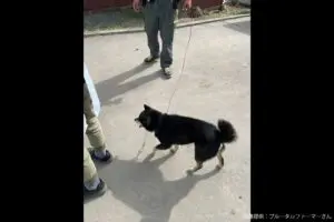 sirabee20231110yamato2