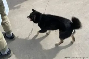 sirabee20231110yamato3