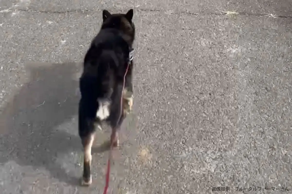 sirabee20231110yamato4