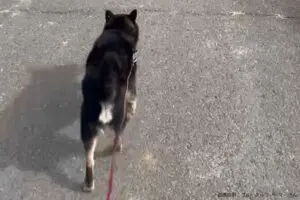 sirabee20231110yamato4