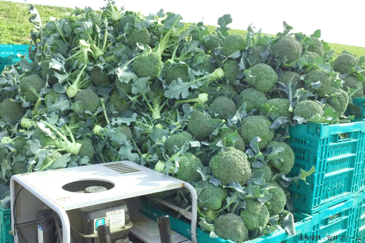 sirabee20231127broccoli