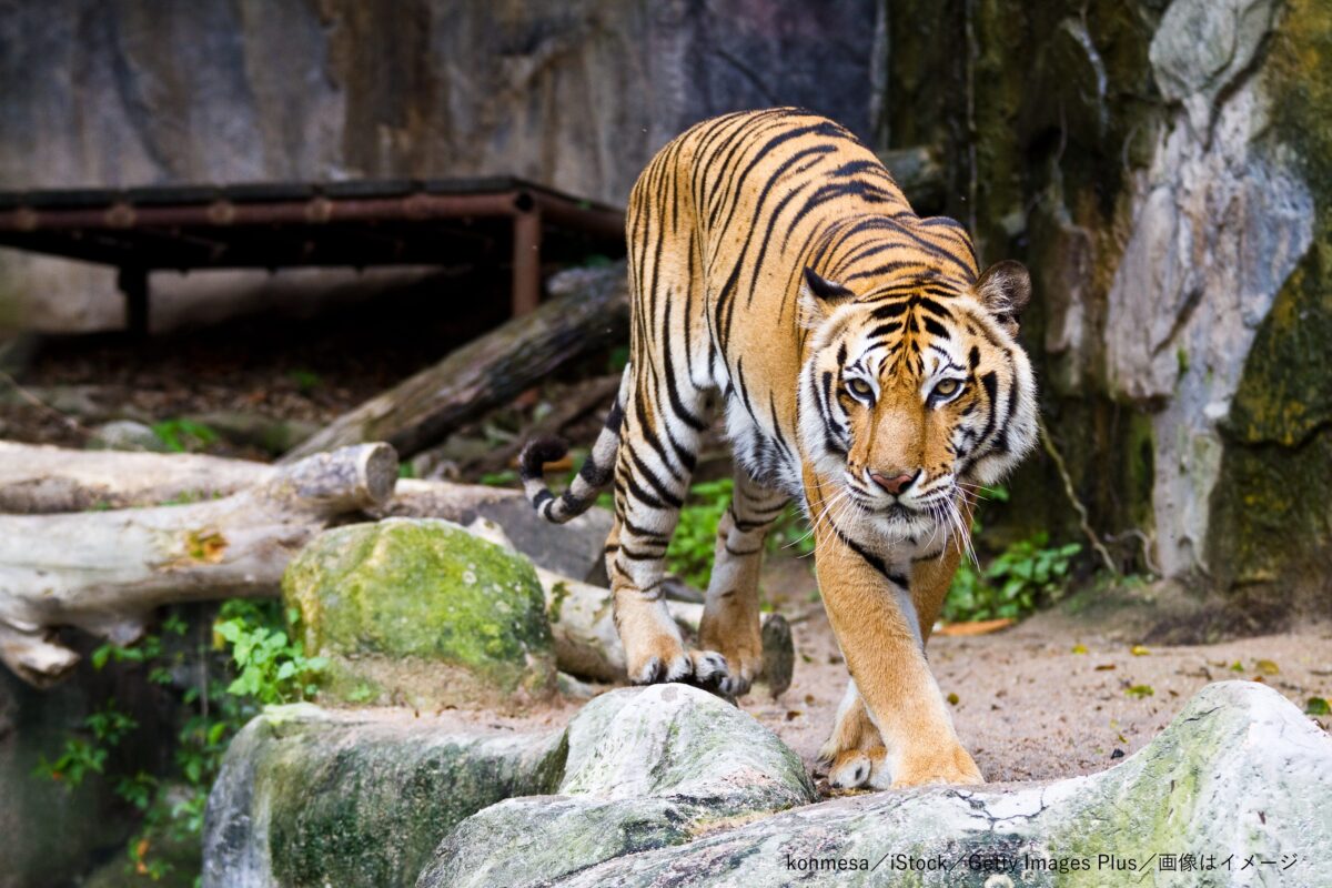 虎・トラ・動物園